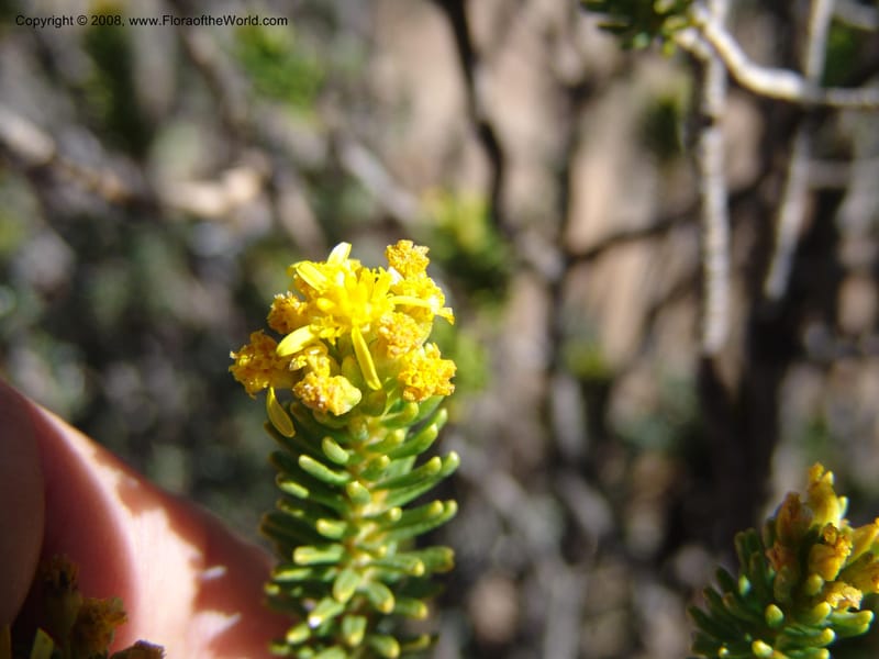 Euryops candollei--So.Africa. E. Cape. Joubert's Pass, SE of Lady Gray. 9 Mch 05. 003.jpg