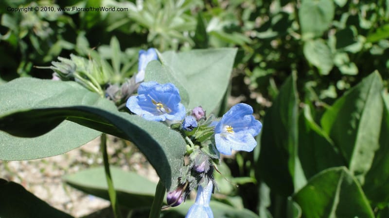 Mertensia paniculata, C. Davidson 11753--ID. Valley Co. Road to Gold Fork Looklout. 16 July 2010. 031 (8).jpg