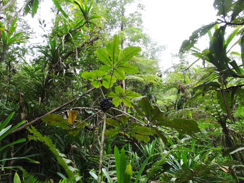 Plerandra insolita, Plunkett, G 3186--Fiji. Waisali Rainf. Reserve. 4 Nov 2015. DSC08848 (243).JPG