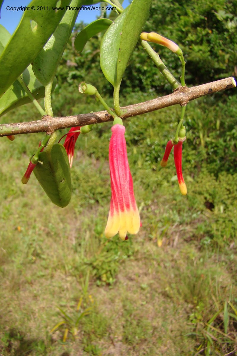 Bakerella clavata, Razafindraibe 212--Madagascar. Prov. Fianarantsoa. RN 12. 14 Jan 09. 257 (2).jpg