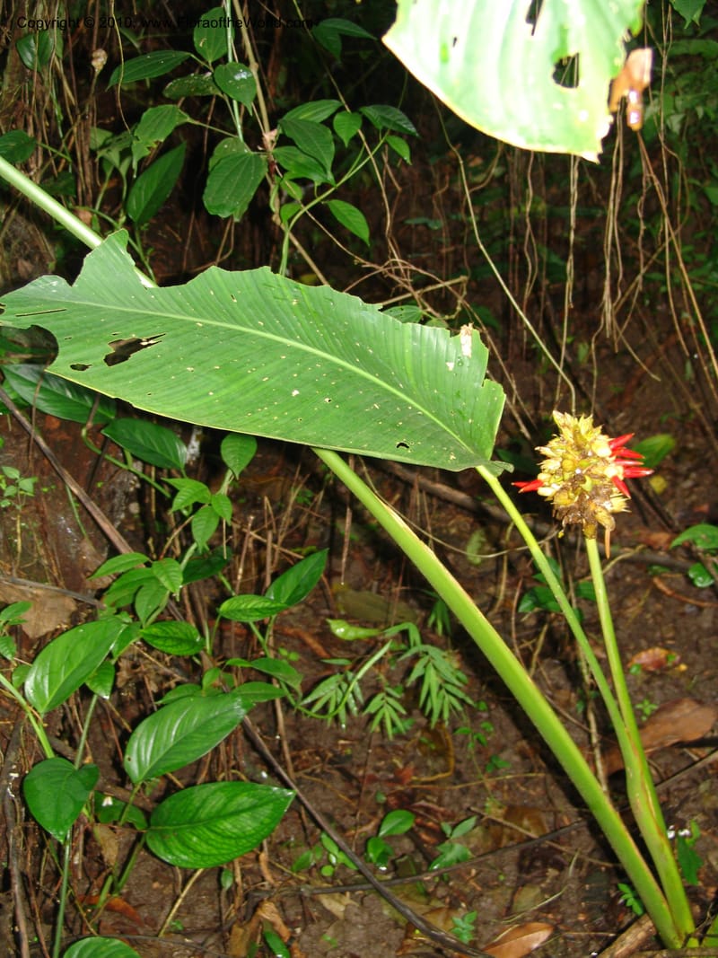 Calathea, Croat 96199--Ecuador. Edo. Guaya. Manglares Churute Ecol. Res. 21 Mar 06. 189 (10).jpg
