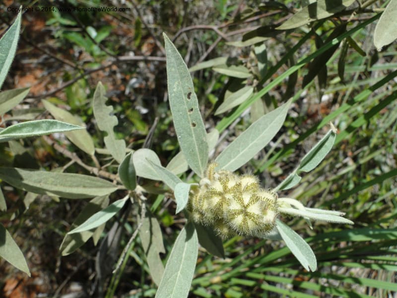 Croton, Stevens,  W. D 31106, Cerro Cora, 16 Mar 2011 1790 (19).JPG
