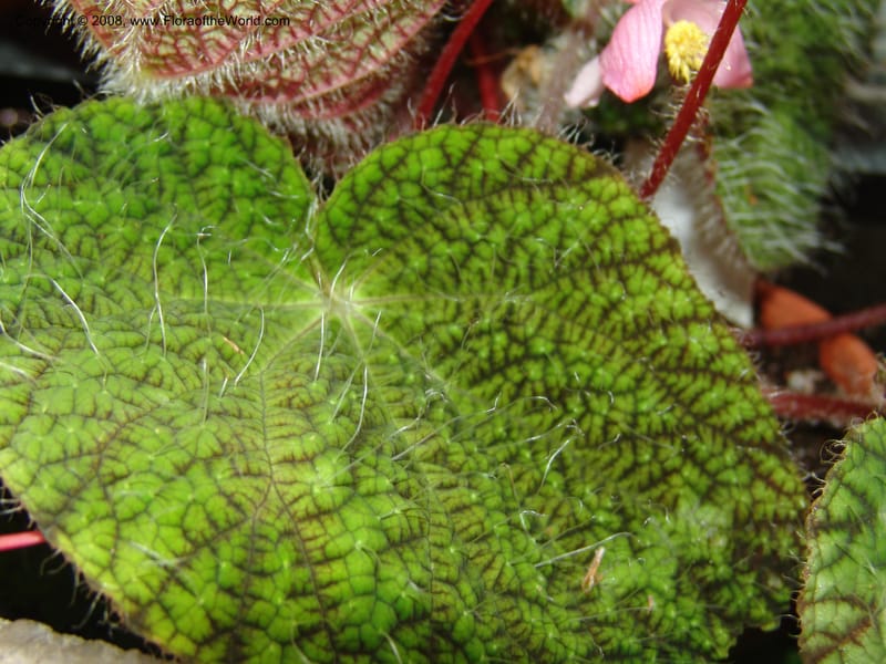 Begonia rex ssp longiciliata--France. Nancy. Jard. Bot. Montet. 2 May 05. 197.jpg