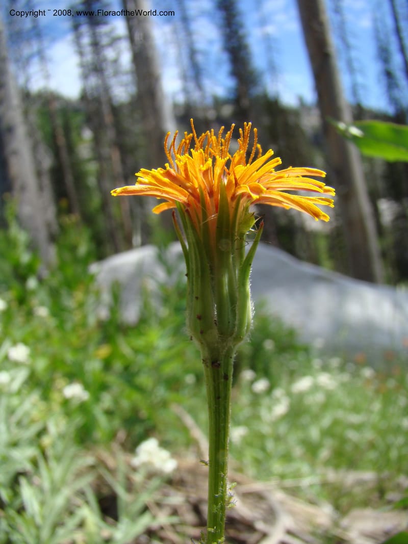 Agoseris aurantiaca, CDavidson11262--ID. Valley Co. Trail to Box Lake. 8 Jul 08. 044.jpg