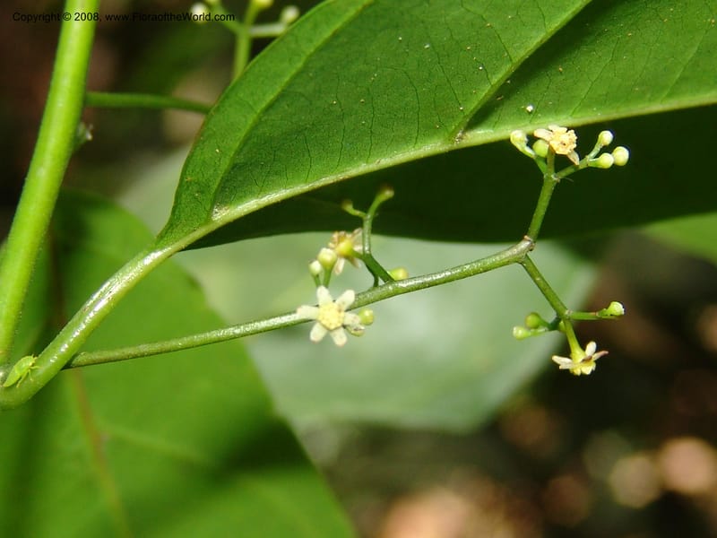 Ocotea, RVasquez33045--Peru. Pillcopata. Qbda Sachavacayoc. 29 Oct 07. 058.jpg