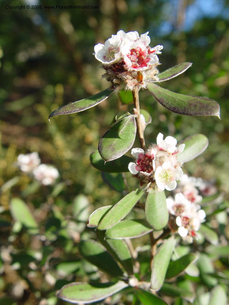 Kunzea baxteri, 76.0035--CA. UC Berkeley Bot. Gard. 10 Feb 04. 166.jpg