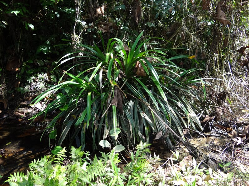 Pandanus fusinus, Callmander 1006--Sarawak. Gunong Fairy. 27 Mar 2012. DSC05525 (22).JPG