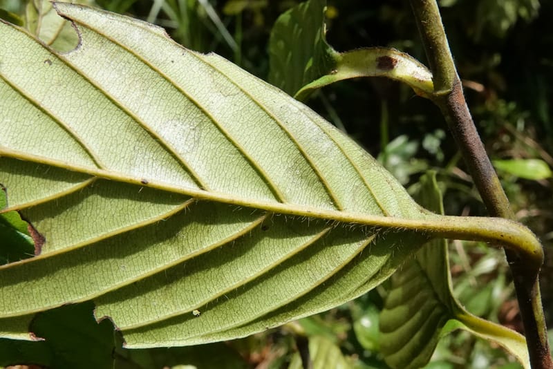 Tetracera, C. Davidson 13922--Gabon. Rd betw Kinguele and Makaban. 30 Oct 2018. DSC00492 (132).JPG