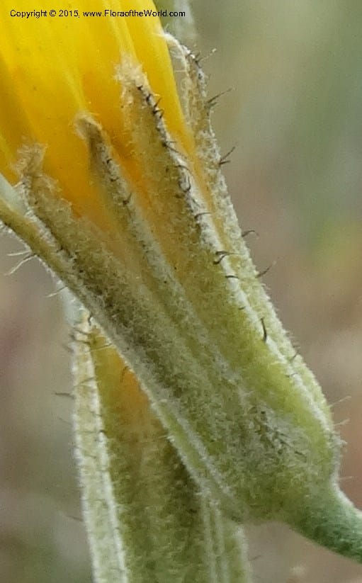 Crepis atribarba, Davidson, C 12597--ID. Idaho Co. Seven Devils Camp Ground. 15 Jul 2014. DSC00113 (298).JPG