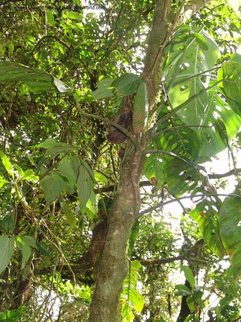 Monstera, not coll.--MX. Chiapas. Res. Biosf. El Triunfo. Sendero Cipresal. 9 Nov 04. 274.jpg