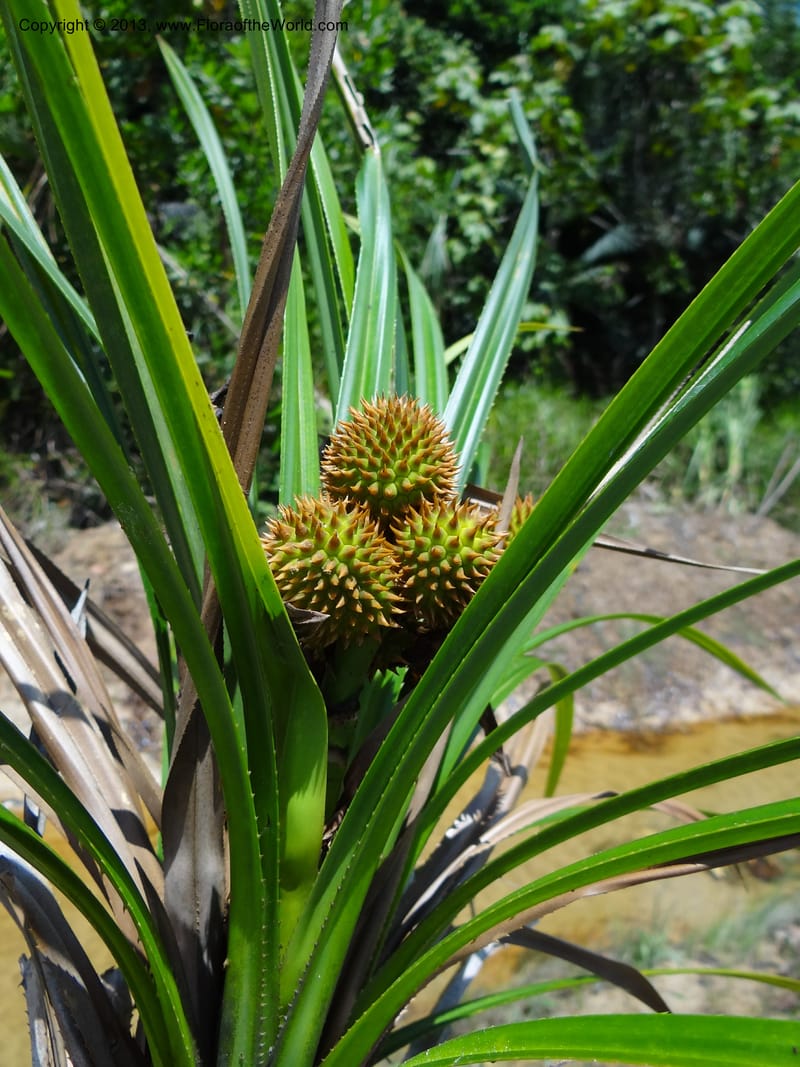 Cluster of spiky globose syncarps nestled among strap-shaped leaves
