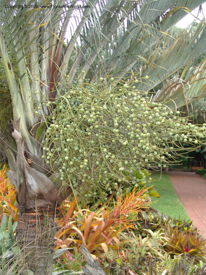 Dypsis decaryi--So. Africa. Durban Bot. Garden. 14 Mch 05. 021.jpg