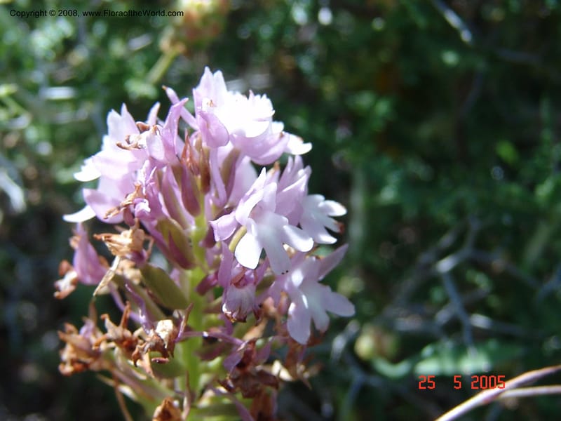 Anacamptis pyramidalis--Crete. Ep. Kisamos. Sirikari Gorge. 25 May 05. 335.jpg