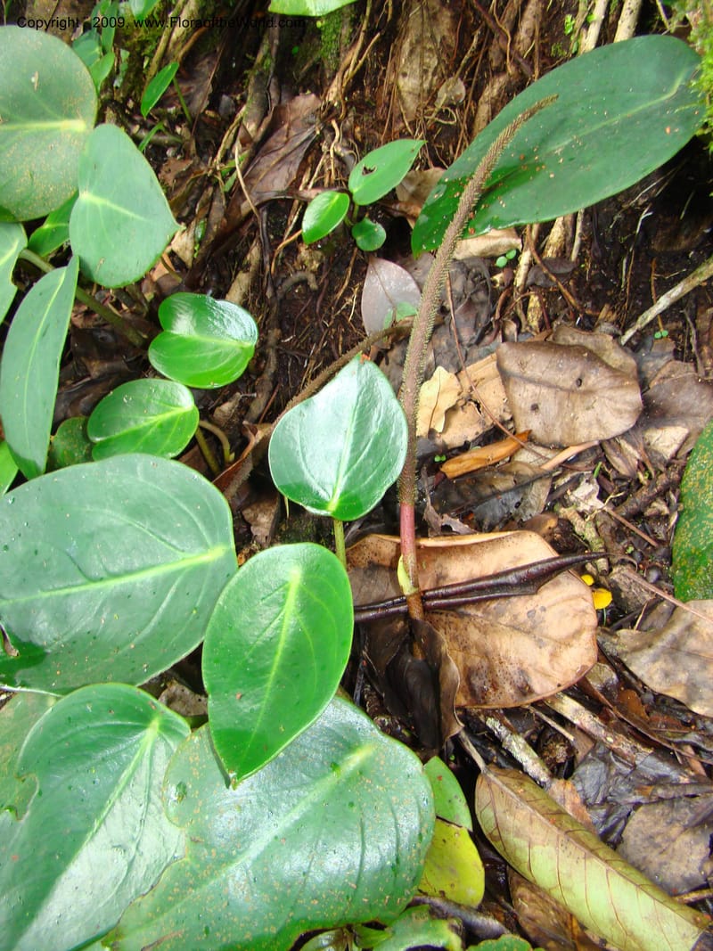 Peperomia hernandifolia, WDStevens27264--Nicaragua. Matagalpa. Cerro Picacho at Selva Negra. 16 Jun 08. 017.jpg