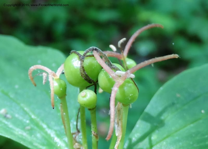 Medeola virginiana, Davidson, C 13047--South Carolina. Oconee Co. Brasstown Cr. 19 May 2015. DSC06413 (126).JPG