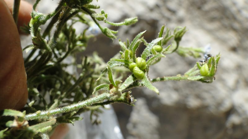 Brunnera orientalis, A. G. Miller 133.7--Iraq. Kurdistan. Shakh-i Pira Magun. Gueza Khan. 11 June 2010. 191 (14).jpg