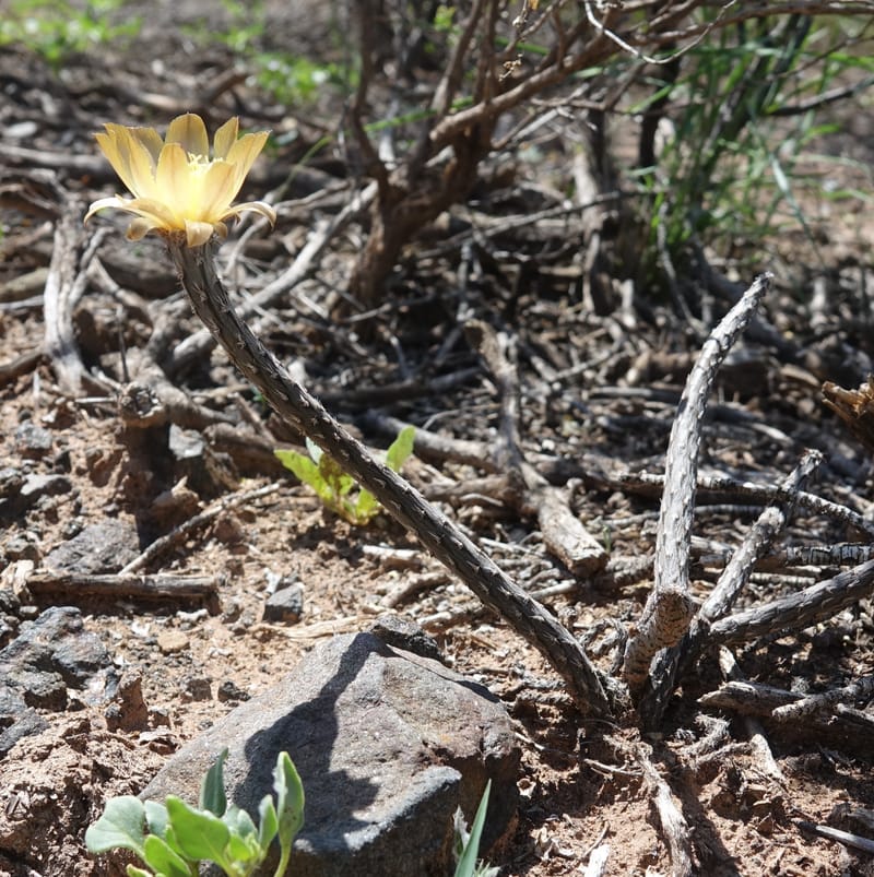 Pterocactus tuberosus--Argentina. Hwy 150, S of Ischigualasto. 7 Feb 2018. DSC09263 (84).JPG