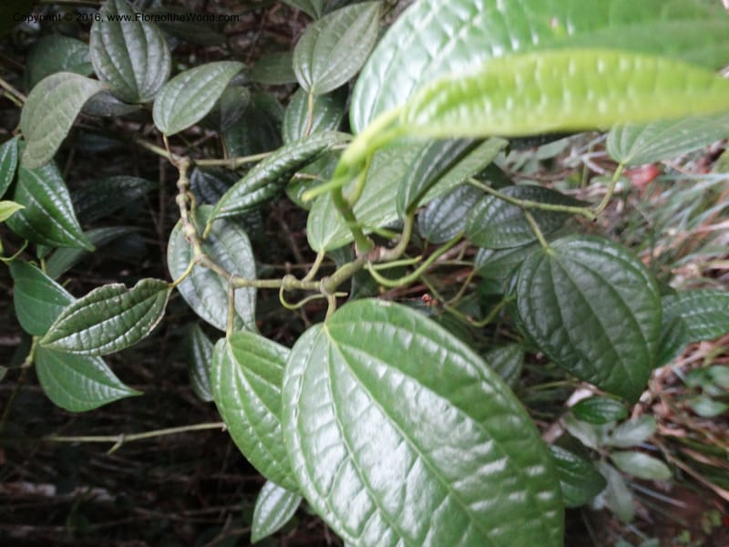 Piper, Davidson, C 12647--Sabah. G. Silam. 1 Oct 2014. DSC00937 (119).JPG
