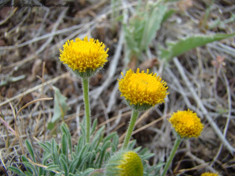 OR. Malheur Co. Leslie Gulch. 1 Jun 08. 128.jpg