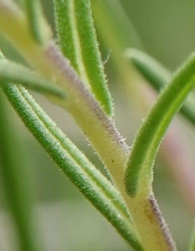 Blepharipappus scaber, C. Davidson 13761--Oregon. Wallowa Co. Zumwalt.Trail Cr. Rd. 4 Jun 2018. DSC04078 (432).JPG