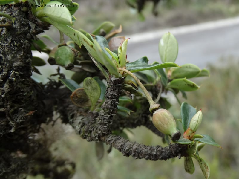 Berberis lutea, Ulloa, C 2493--Ecuador. Cotopaxi. 23 Apr 2015. DSC02466 (309).JPG