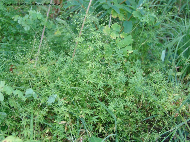 Galium asperrimum--ID. Valley Co. Sylvan Beach, Payette Lake. 13 Aug 05. 089.jpg