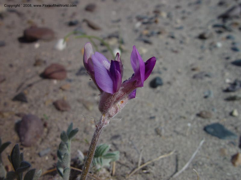 Astragalus purshii--ID. Owyhee Co. Bruneau Dunes St. Park. 20 Apr 03. 008.jpg
