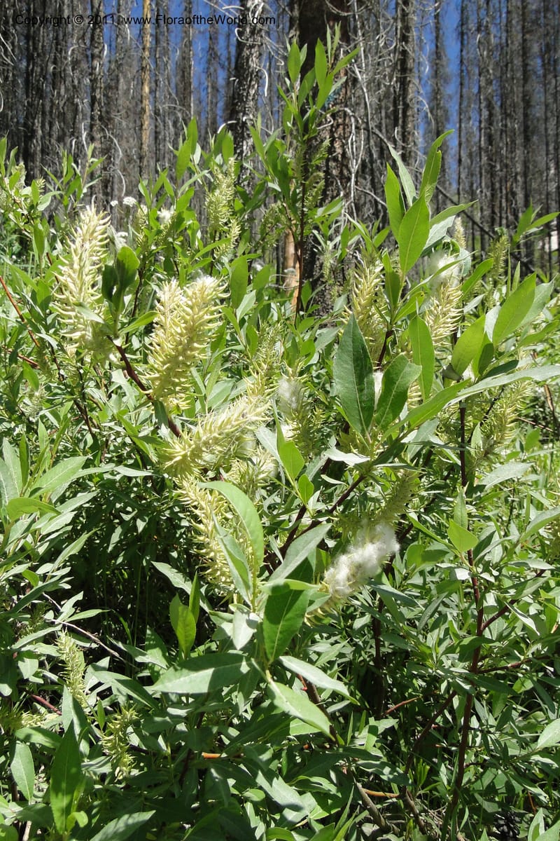 Salix, Davidson, C 11870--Idaho. Idaho Co. Warren Wagon Rd. 8 July 2011. 074.jpg