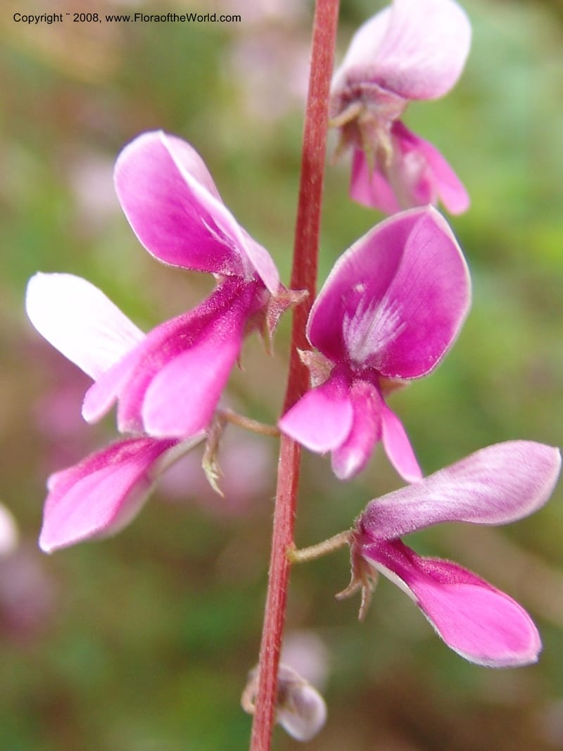 Indigofera pendula, 2000.0089--CA. San Francisco Arbor. 3 Jul 07. 036.jpg