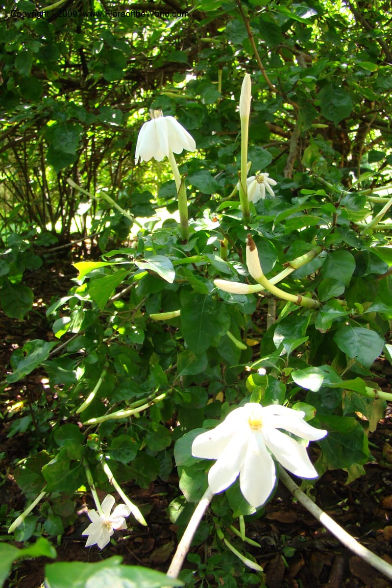 Gardenia thunbergii--South Africa. Durban Botanical Garden. 30 Jan 09. 008.jpg