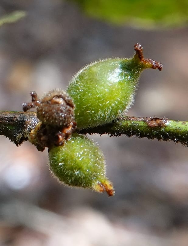 Aporosa dioica, D. Boufford 44137--China. Yunnan. Pu Wen to Da Du Gang on G213. 4 May 2018. DSC01724 (174).JPG