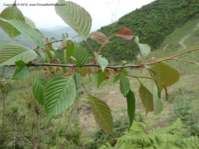 Euptelea pleiosperma, Boufford, D 43587--China. Sichuan. Tudiling Tunnel. 6 May 2014. DSC03860 (145).JPG