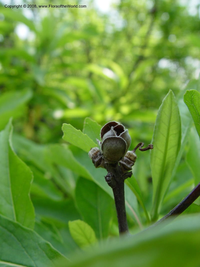 Franklinia alatamaha--MA. Arnold Arboretum. 30 Jun 03. 130.jpg