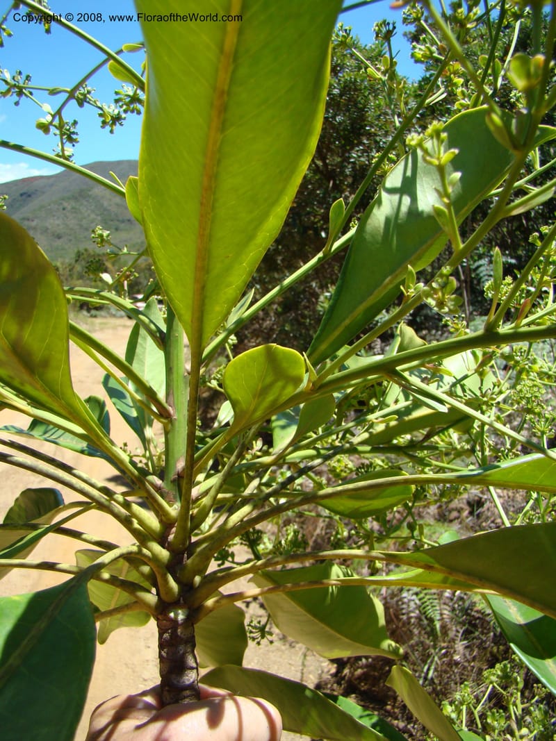 Myodocarpus involucratus, PLowry6878--N.Caled. Dumbea Dam in Dumbea Riv, S of Noumea. 11 Nov 07. 134.jpg