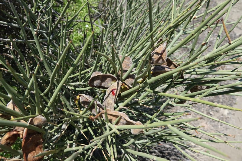 Ramorinoa girolae, Fortunato 13142--Argentina. Hwy 150, P.N. Ischigualasto. 7 Feb 2018. DSC09079 (170).JPG