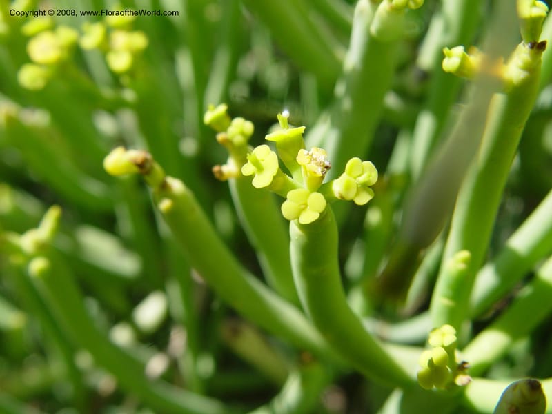 Euphorbia aphylla, 2000.00048--Spain. Barcelona Botanic Garden. 19 Apr 04.  065.jpg