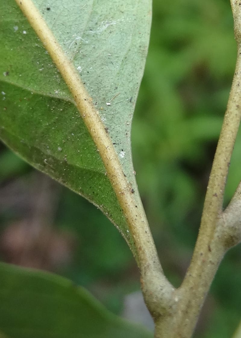 Arytera brackenridgei, Lowry, P 7334--Fiji. Vesidrua Vill. 5 Nov 2015. DSC09139 (25).JPG