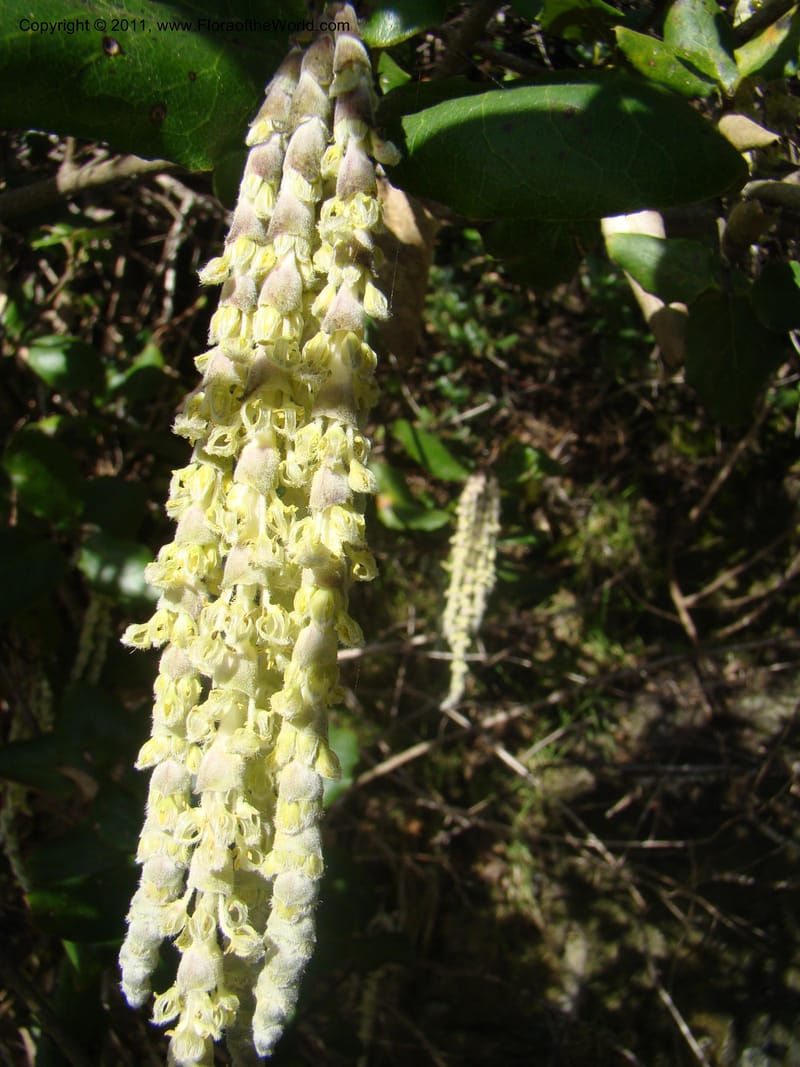 Garrya elliptica, C. Davidson 11826--CA. Moonstone Beach. 26 Jan 2011. 032 (11).jpg