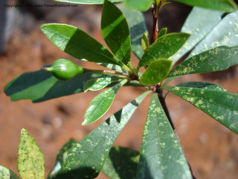 Pittosporum dzumacense, Gemmill, C 618--New Caledonia, ProvN, Plateau de Poro, 16 Nov 2007 014 (21).jpg