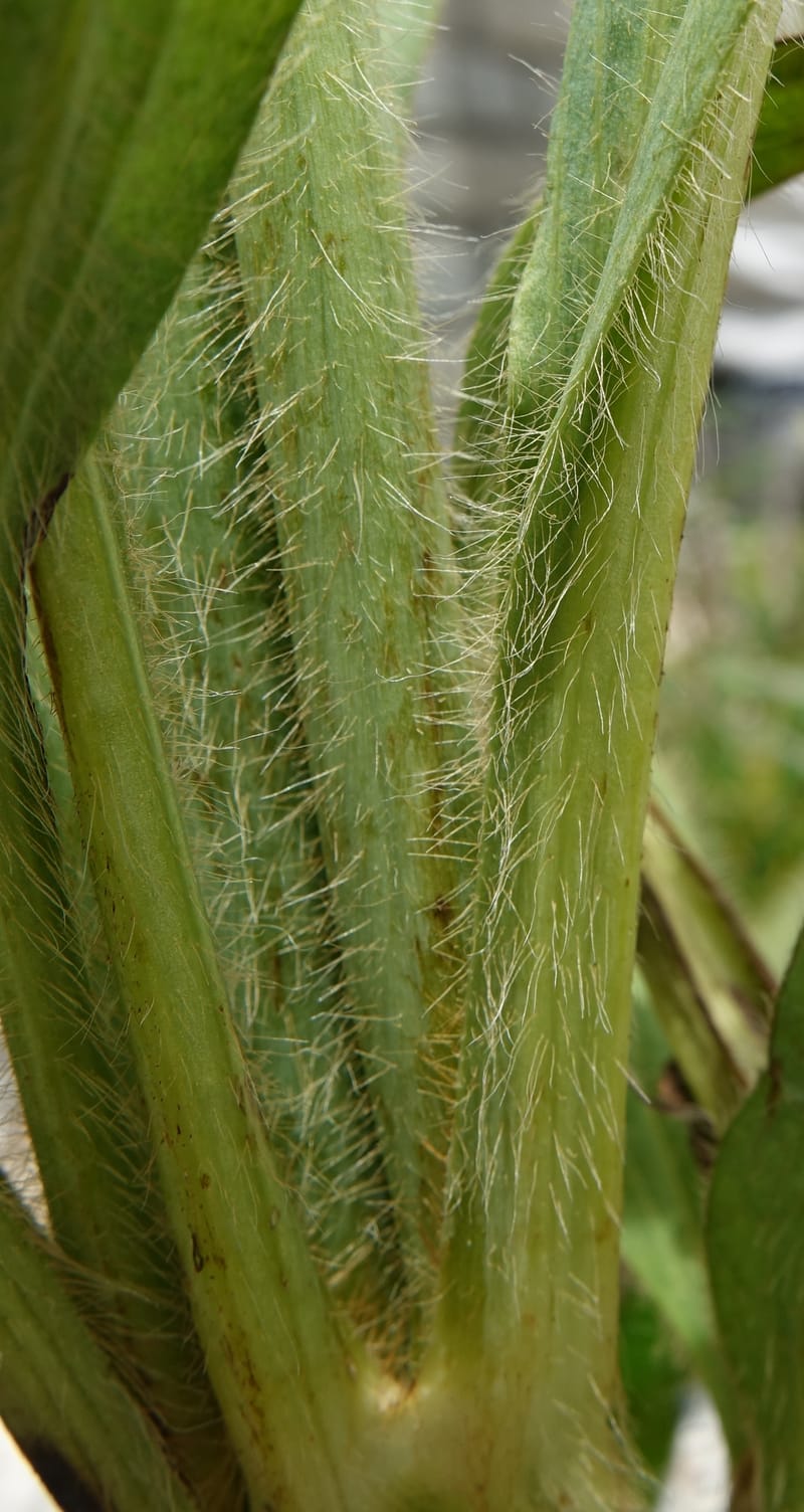 Meconopsis integrifolia subsp. integrifolia, D. Boufford 44063--China. Sichuan. Zhe Duo Shan. 17 Aug 2017. DSC06717 (416).JPG
