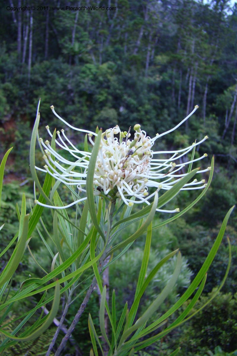 Grevillea exul, M. Callmander 809--New Caledonia. Mont Dore. 20 Jan 2010. 001 (148).jpg