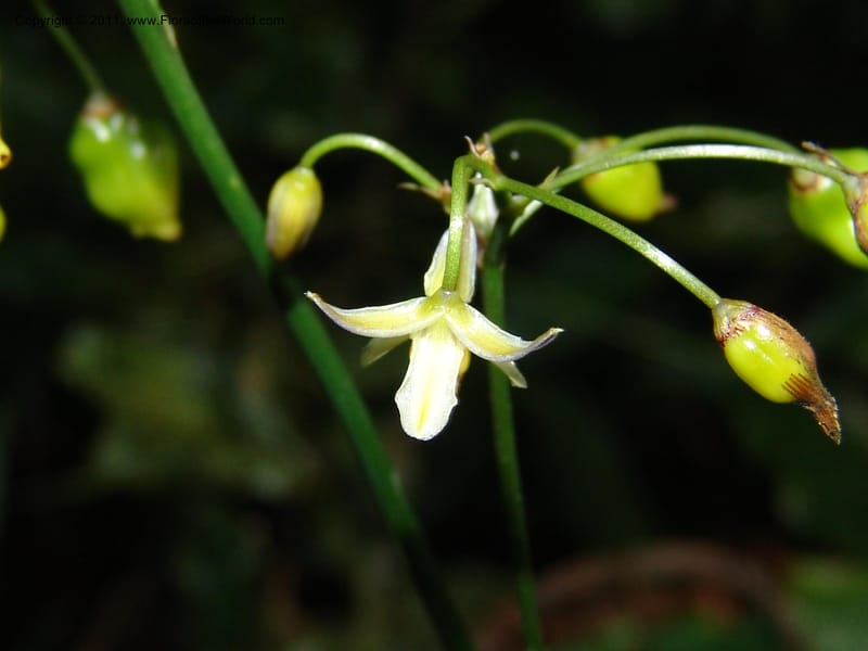 Dianella ensifolia, ROR1594--Madag. Parc Nat. Montagne d'Ambre. 11 Nov 06. 386.jpg