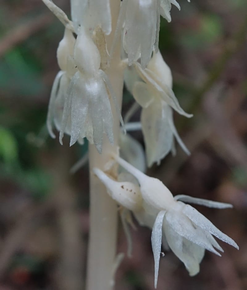 Epipogium roseum, Chung Kuo-Fang 3342--Taiwan. YangMing Shan Nat. Park. 18 May 2016. DSC02685 (227).JPG