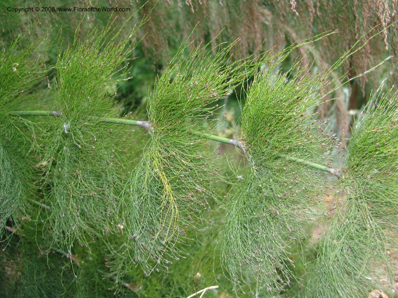 Ischyrolepis subverticillata--CA. McConnell Arboretum, Redding. 4 Jun 07. 206.jpg