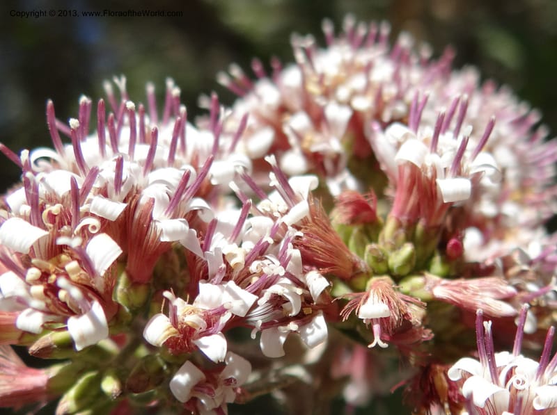 Proustia pyrifolia, WDS 34170--Chile. E of San Clemente. 21 Feb 2013. DSC02256 (111).JPG