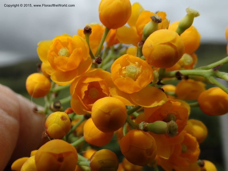 Berberis jamesonii, Ulloa, C 2504--Ecuador. Antesana. Lga. Sta. Lucia. 24 Apr 2015. DSC02778 (157).JPG