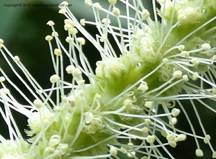 Close-up of a flowering catkin with long white stamens