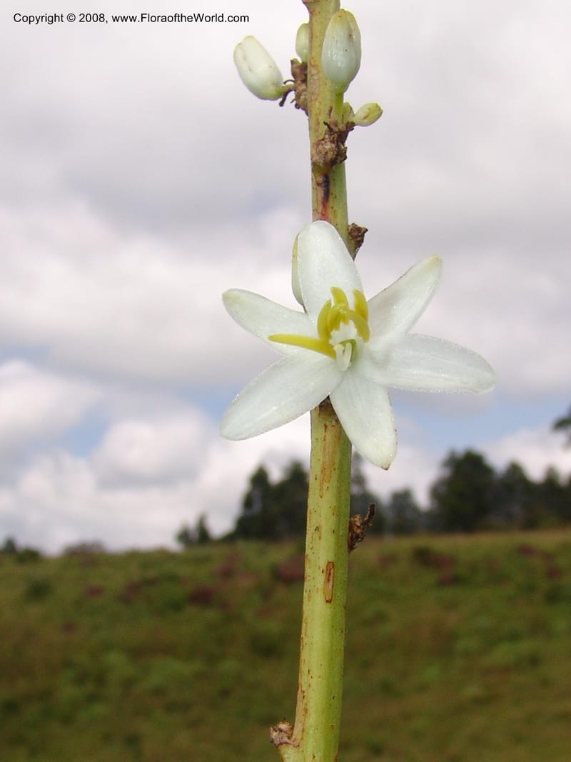Chlorophytum crookianum--So.Africa. KZN. Midl. Meand. Granny Mouse. 13 Mch 05. 058.jpg