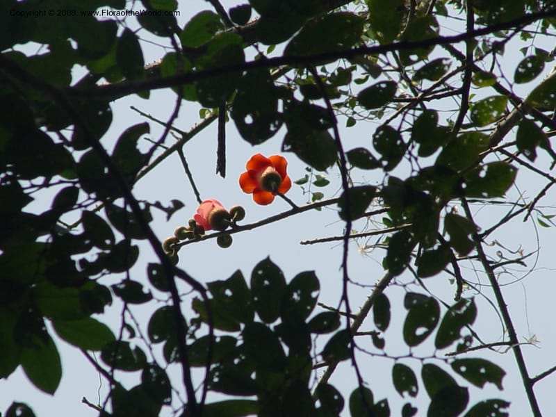 Bombax buonopozense--Ghana. Aburi Botanic Garden. 11 Dec 03. 035.jpg