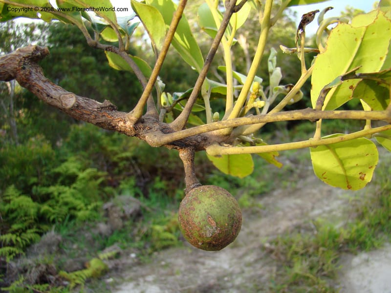 Dysoxylum, JMunzinger4716--New Caledonia. Mandjelia. 13 Nov 07. 312.jpg